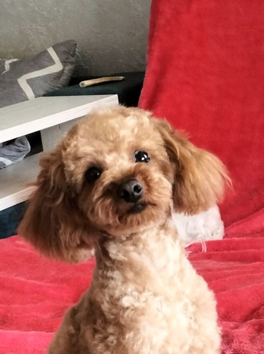 В'язка той пудель