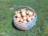 Ziemniaki JADALNE (2 zł./kg.)