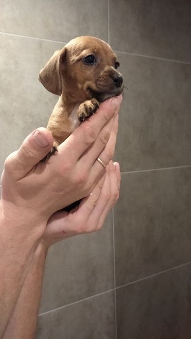 Цуценята такса 1,5 місяці