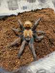 Chromatopelma cyaneopubescens samica 2dc