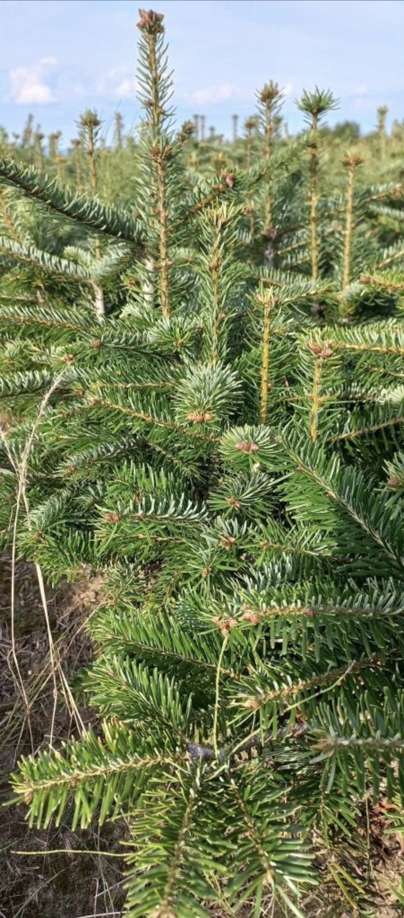 Jodła kaukaska 4 letnia sadzonki abies choinki Szkółka roślin 
choinki
