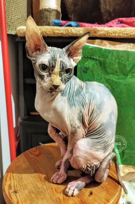 Rudy kocurek sfinks kanadyjski legalna hodowla FPL