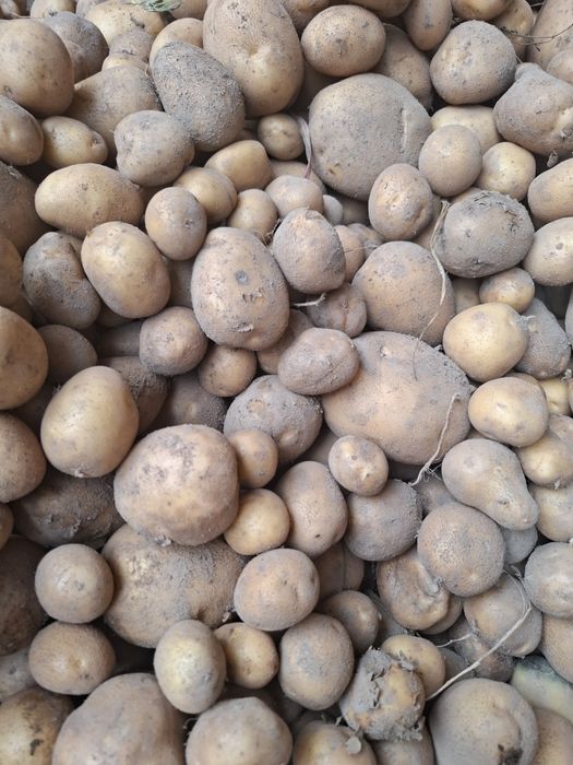 Sprzedam ziemniaki