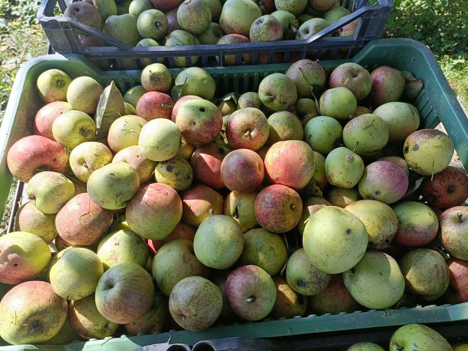 Jabłka ekologiczne niepryskane zdrowe z robakami