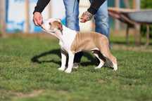 Samiec American Staffordshire Terrier, Amstaff ZKwP/FCI