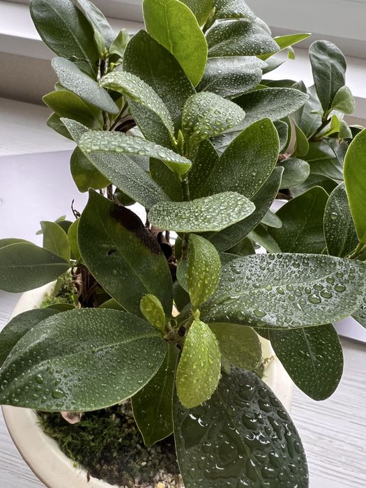 Бонсай у китайському горщику: ficus microcarpa