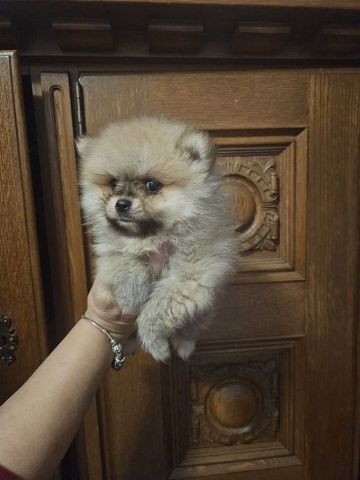 Szpic miniaturowy pomeranian