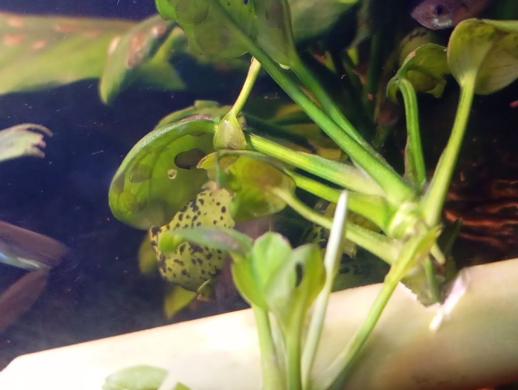 Planta aquario Anubias 1 pé