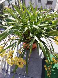 Vaso com Orquídea