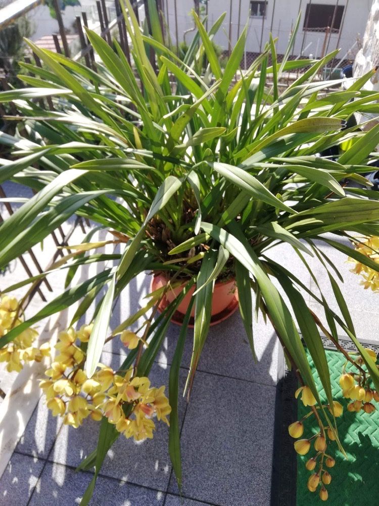 Vaso com Orquídea