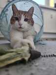 Gato szuka domku.