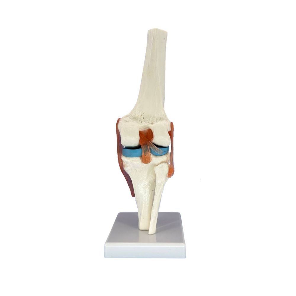 Анатомічна модель колінного суглоба людини