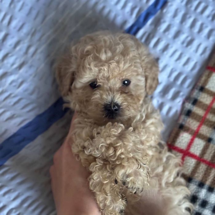 Мальтипу девочка мини — маленькое чудо в пушистой шубке!