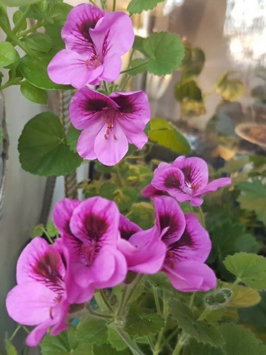 Пеларгонія -ангел Eskay Sugar Candy, angel Orange