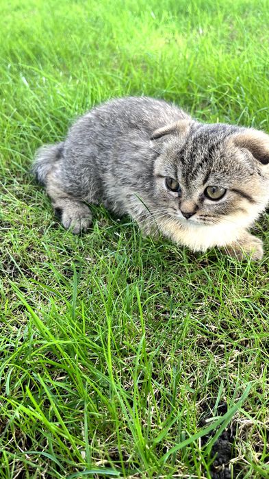 Gatinho "Scottish Fold"
