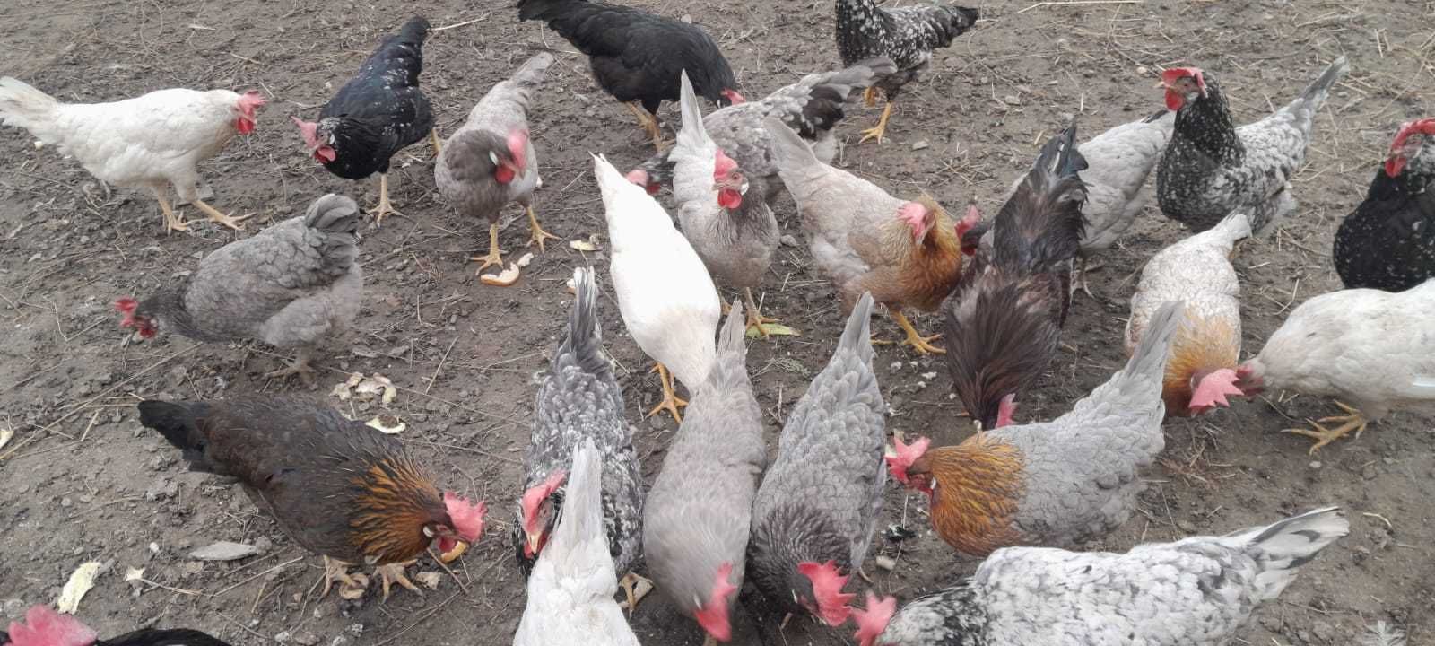 Jaja lęgowe włoszki mix kolorów