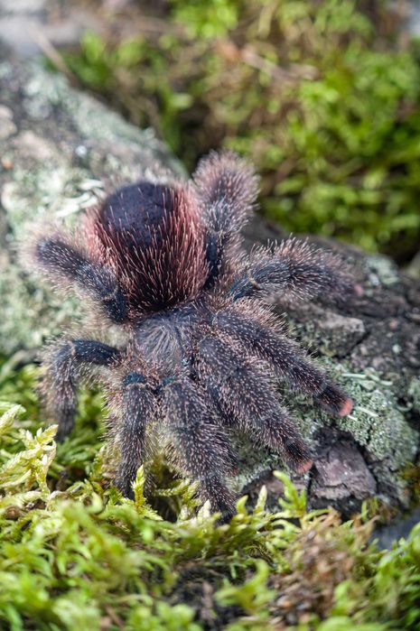 Ptasznik Avicularia juruensis M2 (ex. peru purple)