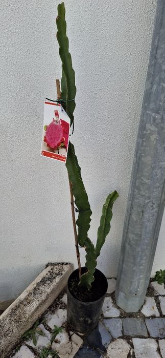 Uma planta pitaya vermelha
