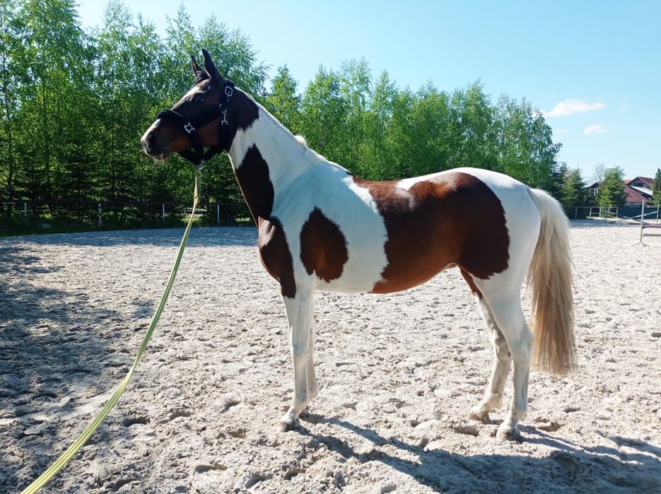 Klacz srokata 11 lat zajeżdżona