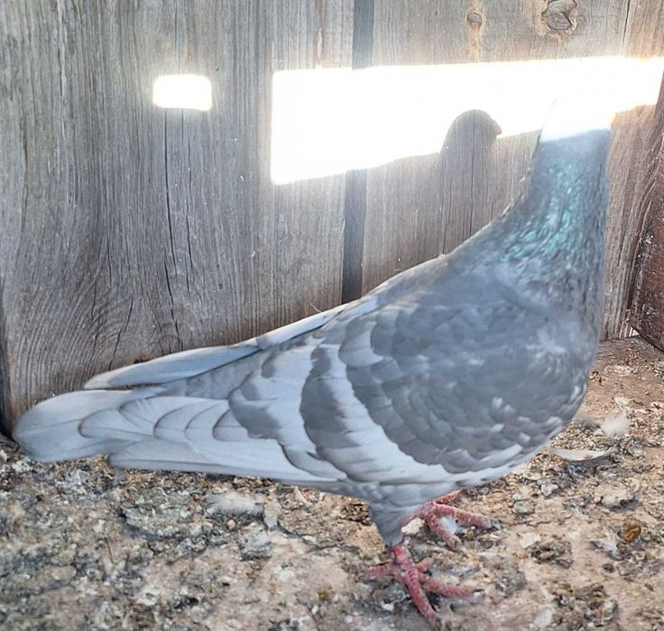 Gołębie pocztowe opalę