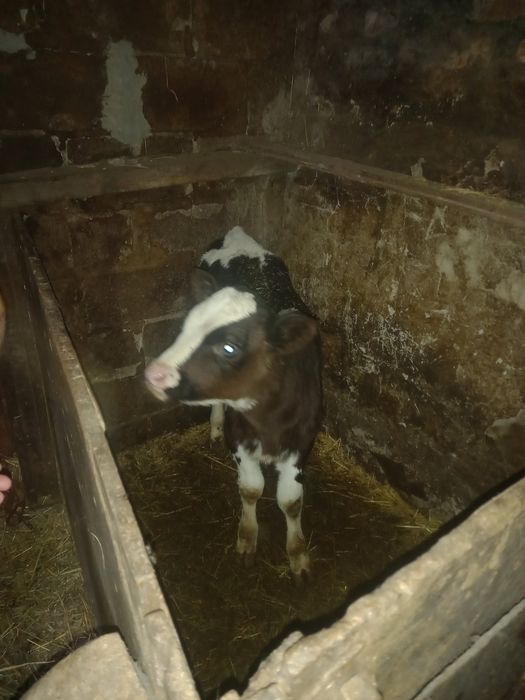 Продам 2 - х месячную тёлочку.В Каменной Яруге.