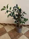 Fikus benjamina figowiec benjaminek 52 cm wlokno kokosa