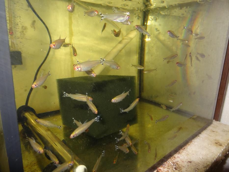Brzanka, Gurami, Neon czerwony, Glonojad, Gupiki, Piskorek.