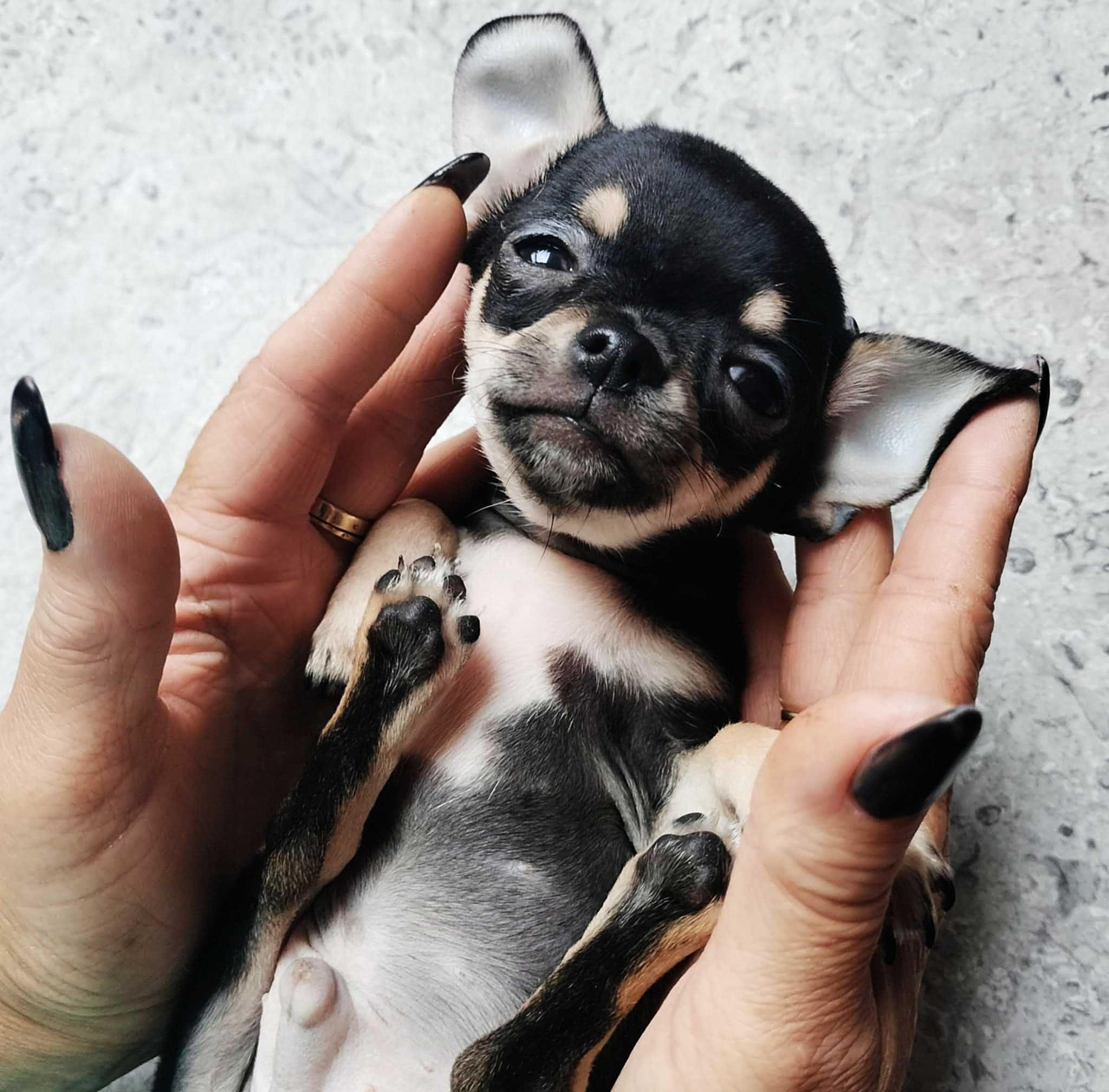 Mini XXS chłopczyk chihuahua  o wielkim sercu !!.
