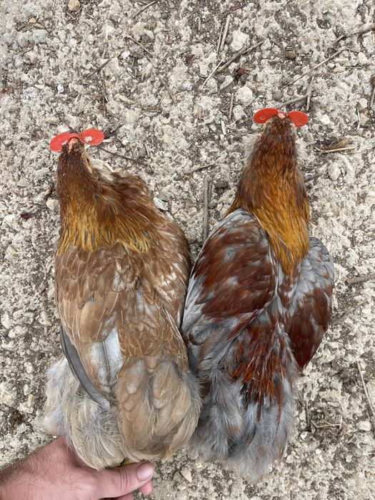 Casal de araucanas trigo azul e machos varias cores (ovos azuis)