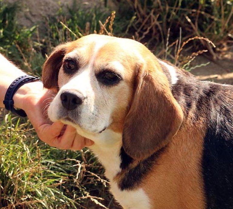 Bardzo łagodne przyjacielskie beagle adopcja