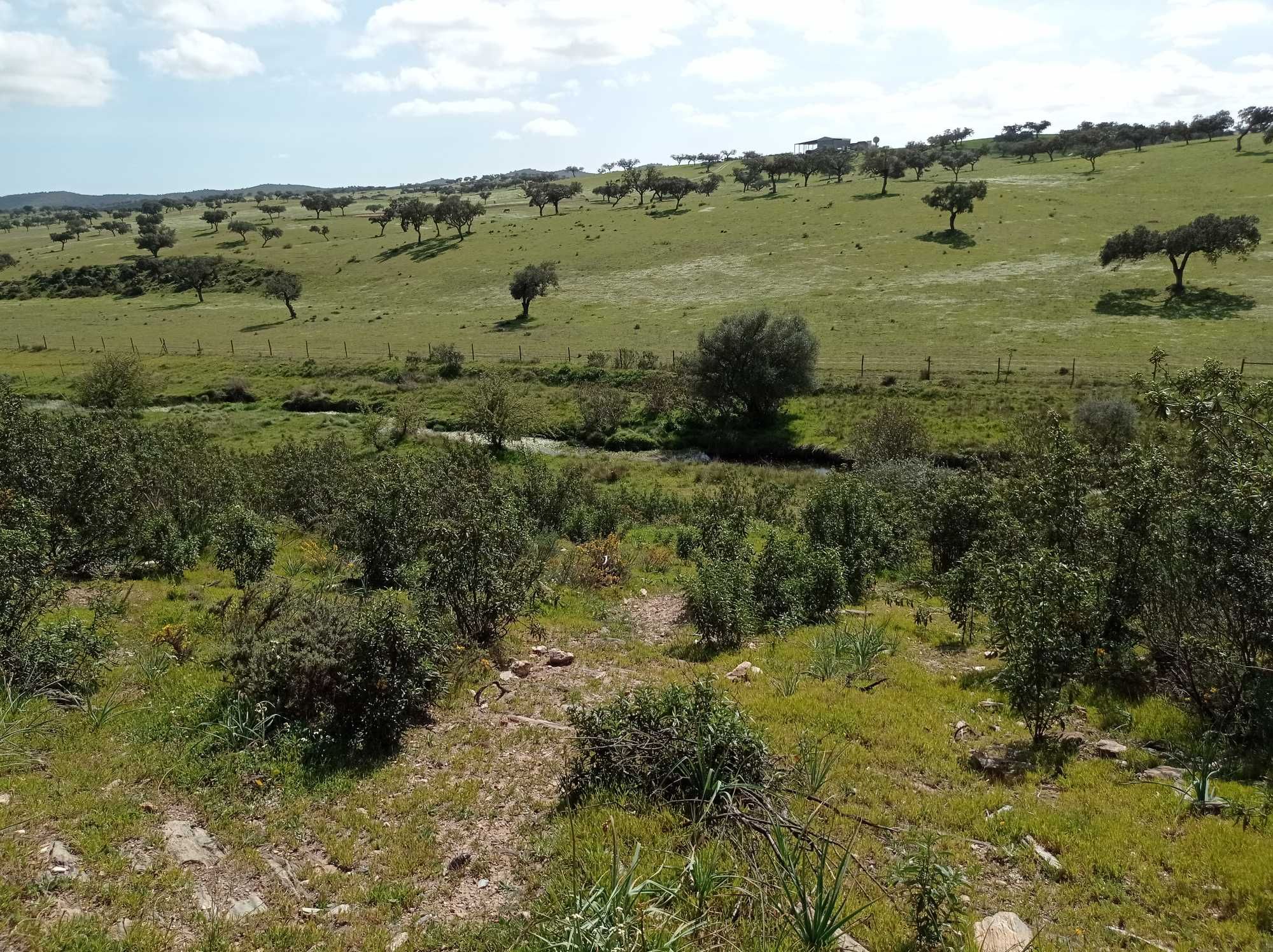 Herdade no Alentejo próxima da Barragem de Alqueva