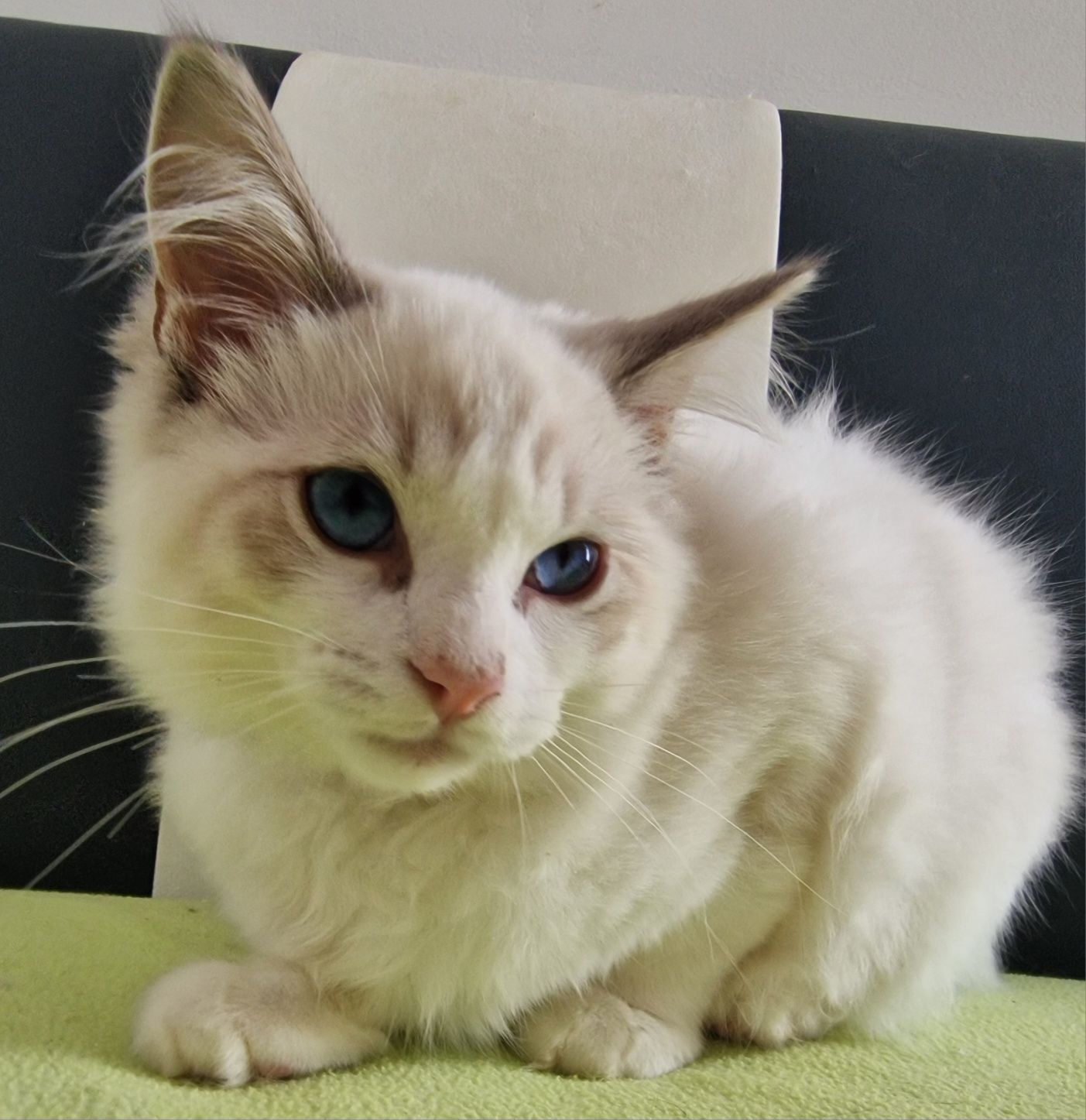 Kocurek Ragdoll blue bicolor lynx