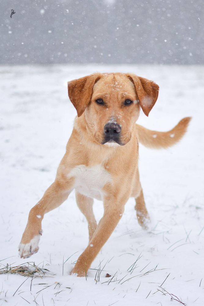 Młody piękny pies w typie labradora do odpowiedzialnej adopcji