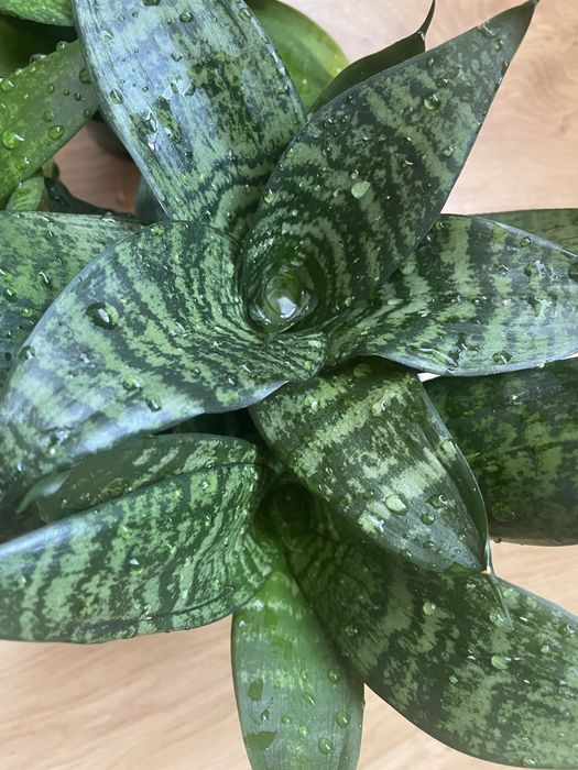 Сансев'єра / сансевієрія