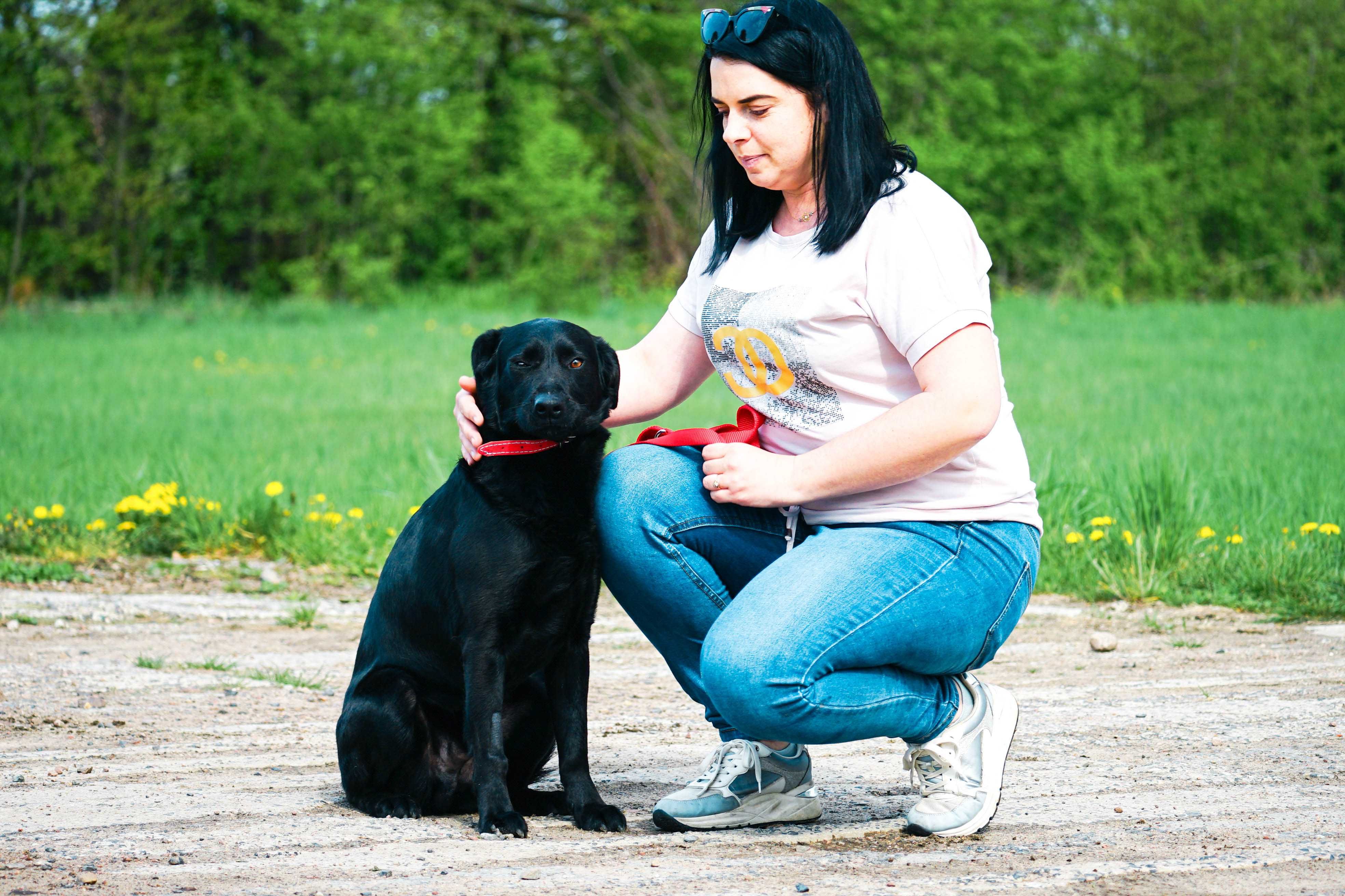 Litwin - młody psiak w typie labradora