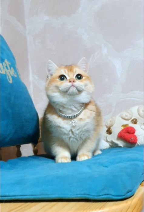 Золотой британский шиншилла