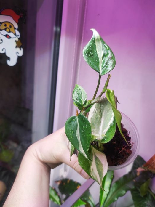 Филодендрон Rio, Сциндапсус Silver Ann