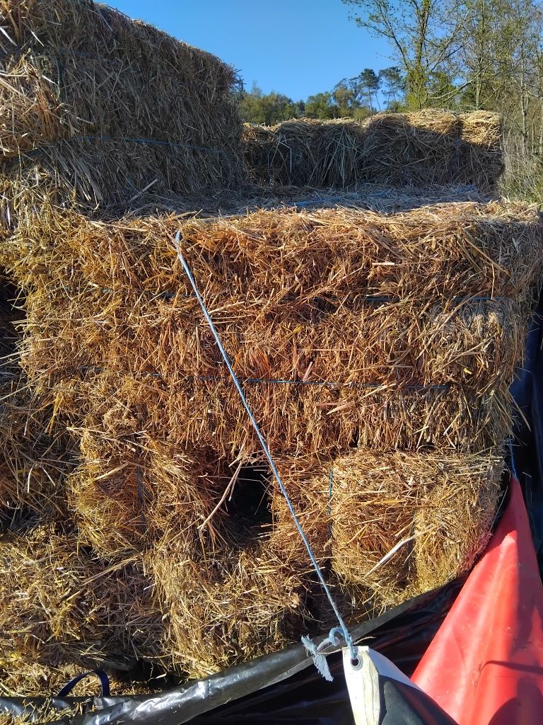 Fardos de palha deste ano