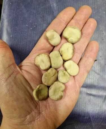 Słonecznik Koniczyna LUCERNA Sorgo Proso Wyka Groch Rajgras Trawa BÓB