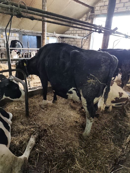 Sprzedam krowę wydajność mleka na dobę 24 l
