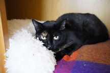Niezwykle umaszczona szylkretka do adopcji