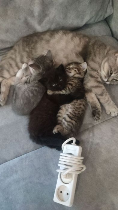 Кошенята в добрі руки