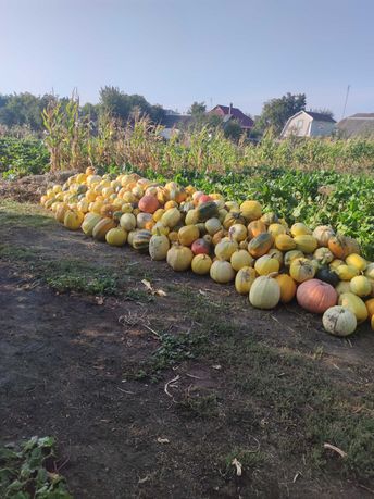 Гарбузи з власного городу