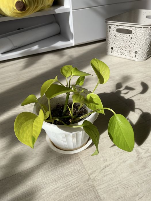 Епіпремнум голден/неон