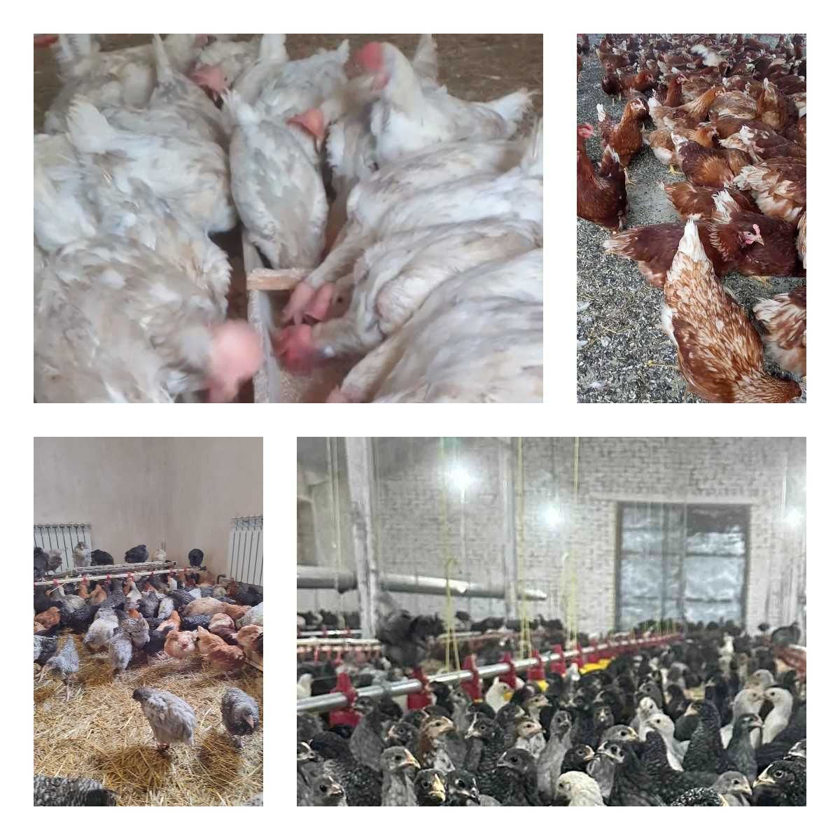 Продам кури несушки! Доставка безкоштовна. Калинівка!