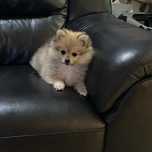 Szpic miniaturowy pomeranian piesek kremowy (paszport)