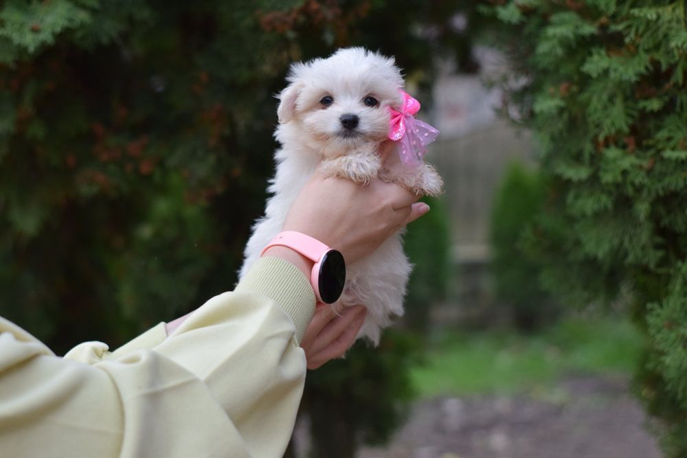 Дівчинка принцеса. Мальтійська болонка. Мальтезе мальтез
