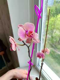 Орхидея Фаленопсис Цветет Персиковая Большая Как на фото 2 Горшка