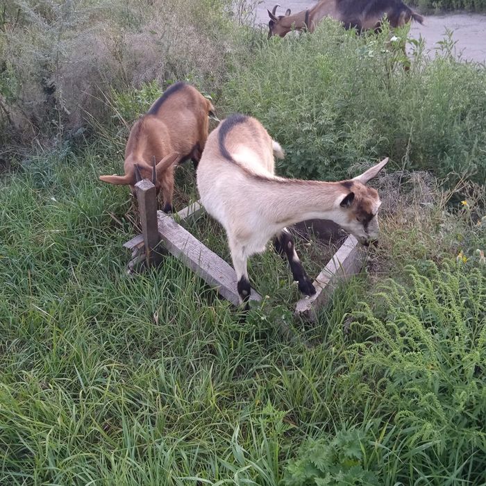 Продам кізоньку-альпійку Камілу