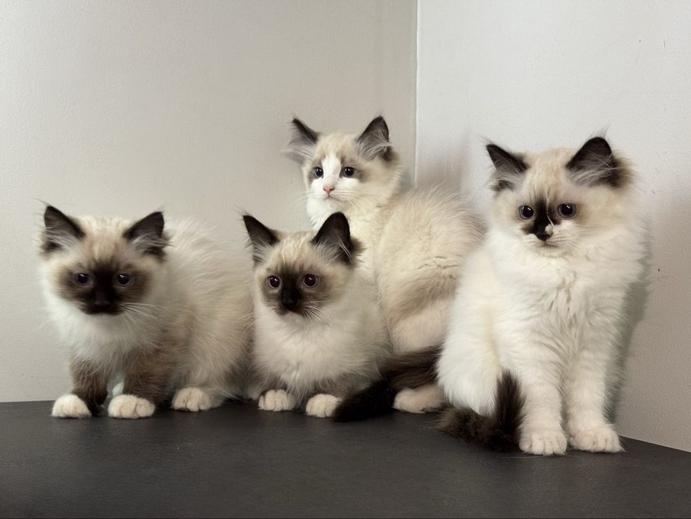 Kot kotka ragdoll kocięta kocurek